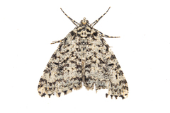 Pseudocoremia monacha