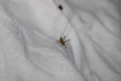 Conocephalus bilineatus