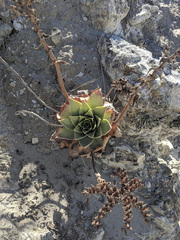 Dudleya candelabrum