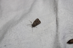 Eudonia submarginalis