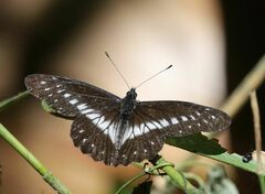 Catasticta flisa flisa