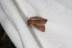 Ichneutica atristriga