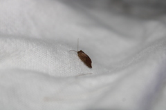 Drepanacra binocula