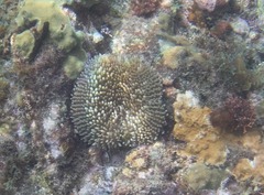 Stichodactyla helianthus