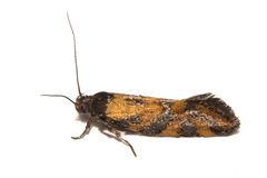 Tingena compsogramma