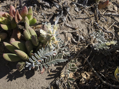 Astragalus miguelensis