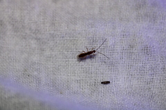 Meteorus pulchricornis