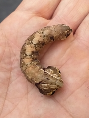 Hemeroplanes triptolemus