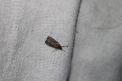 Eudonia submarginalis