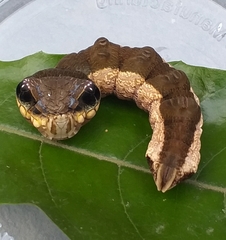 Hemeroplanes triptolemus