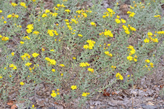 Heterotheca hirsuta