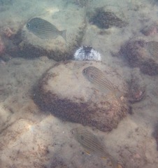 Archosargus rhomboidalis