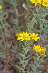 Heterotheca hirsuta