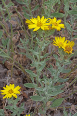 Heterotheca hirsuta