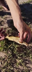 Pimelodus maculatus