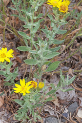 Heterotheca hirsuta
