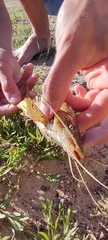 Pimelodus maculatus