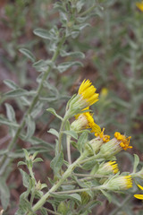 Heterotheca hirsuta