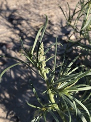 Oligomeris linifolia