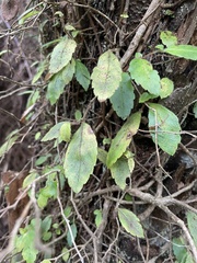 Fieldia australis