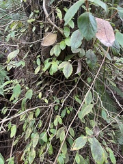 Fieldia australis