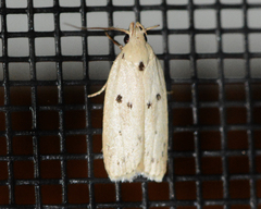 Scythropiodes issikii