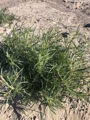 Oligomeris linifolia