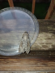 Isognathus allamandae