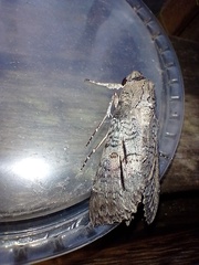 Isognathus allamandae