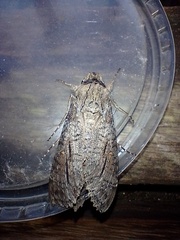 Isognathus allamandae