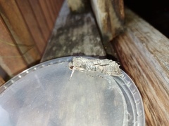 Isognathus allamandae