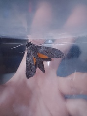 Isognathus allamandae