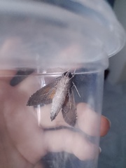 Isognathus allamandae