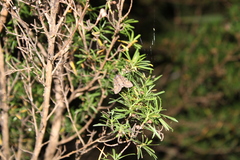 Ichneutica mutans