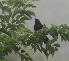Molothrus bonariensis