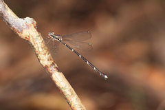Episynlestes albicaudus