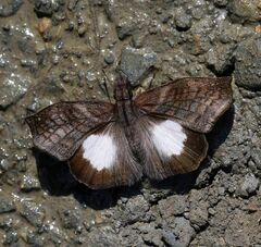 Theagenes albiplaga
