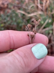 Rhynchospora globularis globularis