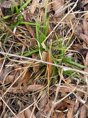 Rhynchospora globularis globularis