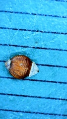 Rhynchospora globularis globularis