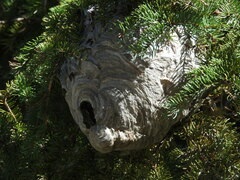 Dolichovespula maculata