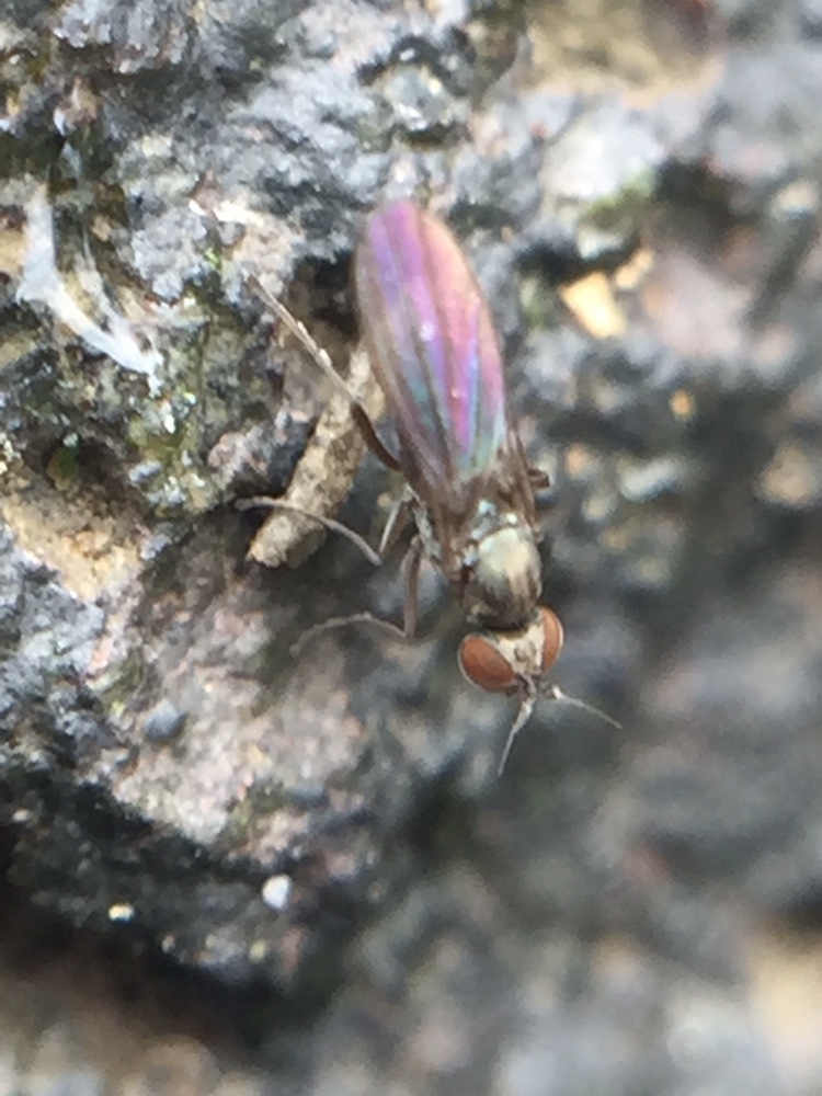 Chimerothalassius