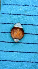 Rhynchospora globularis globularis