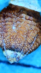 Rhynchospora globularis globularis