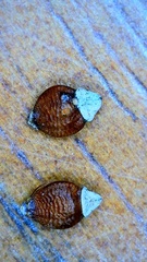 Rhynchospora globularis globularis