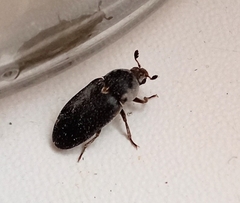 Dermestes frischii