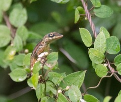 Anolis roquet