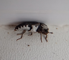 Dermestes frischii