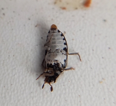 Dermestes frischii