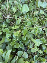 Centella cordifolia